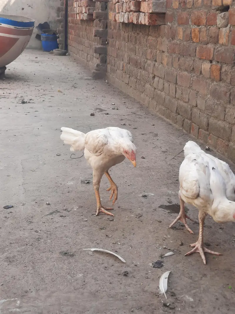 heera aseel pair for sale — photo 2