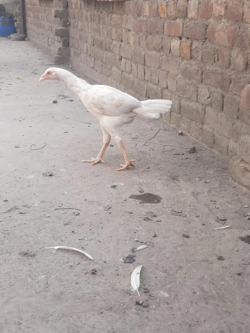heera aseel pair for sale — photo 3