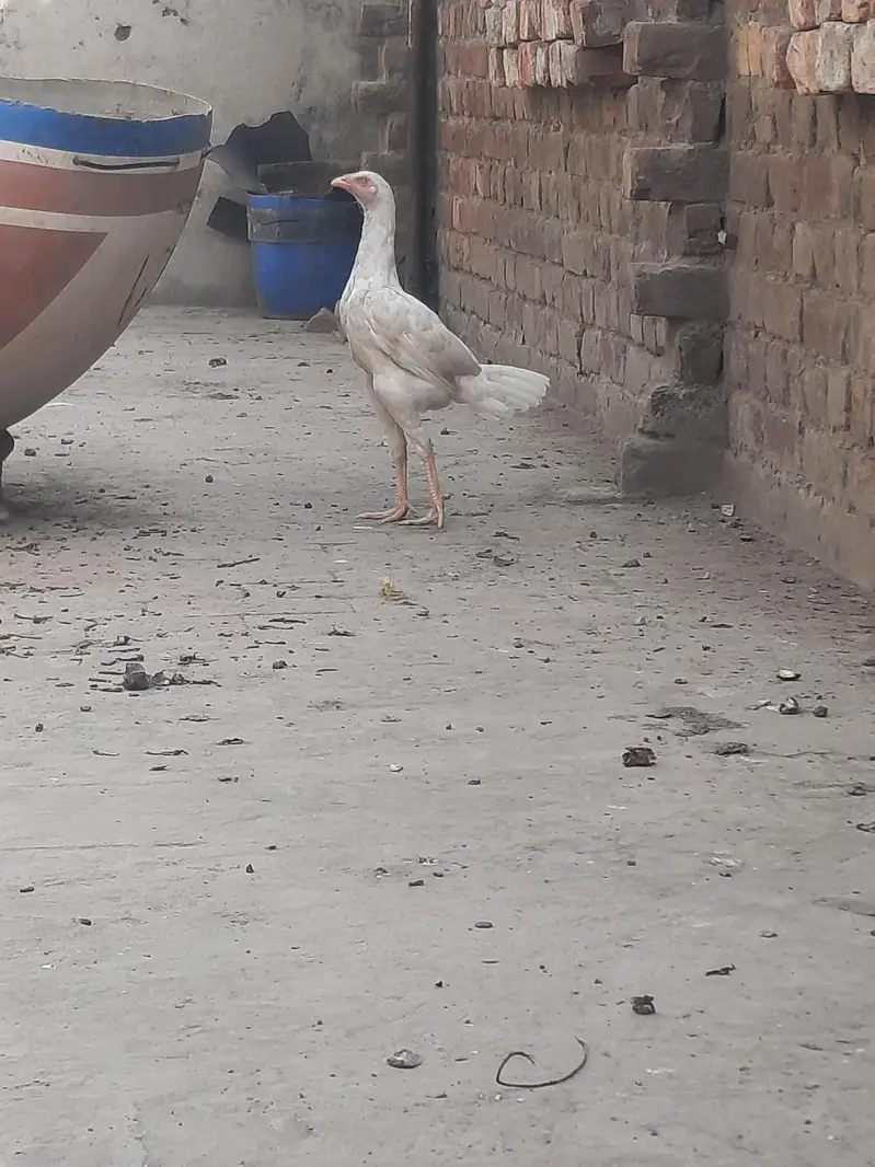 heera aseel pair for sale — photo 4