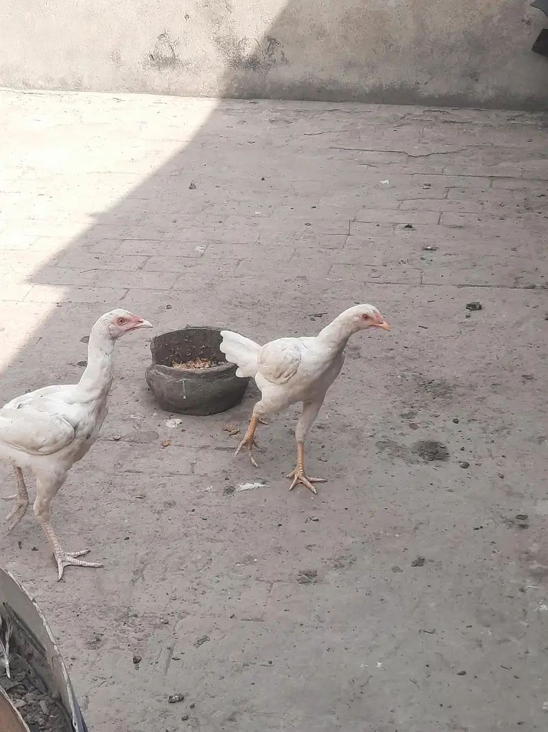 heera aseel pair for sale — photo 8