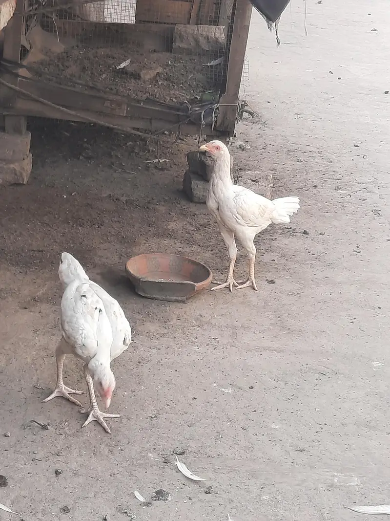heera aseel pair for sale — photo 9