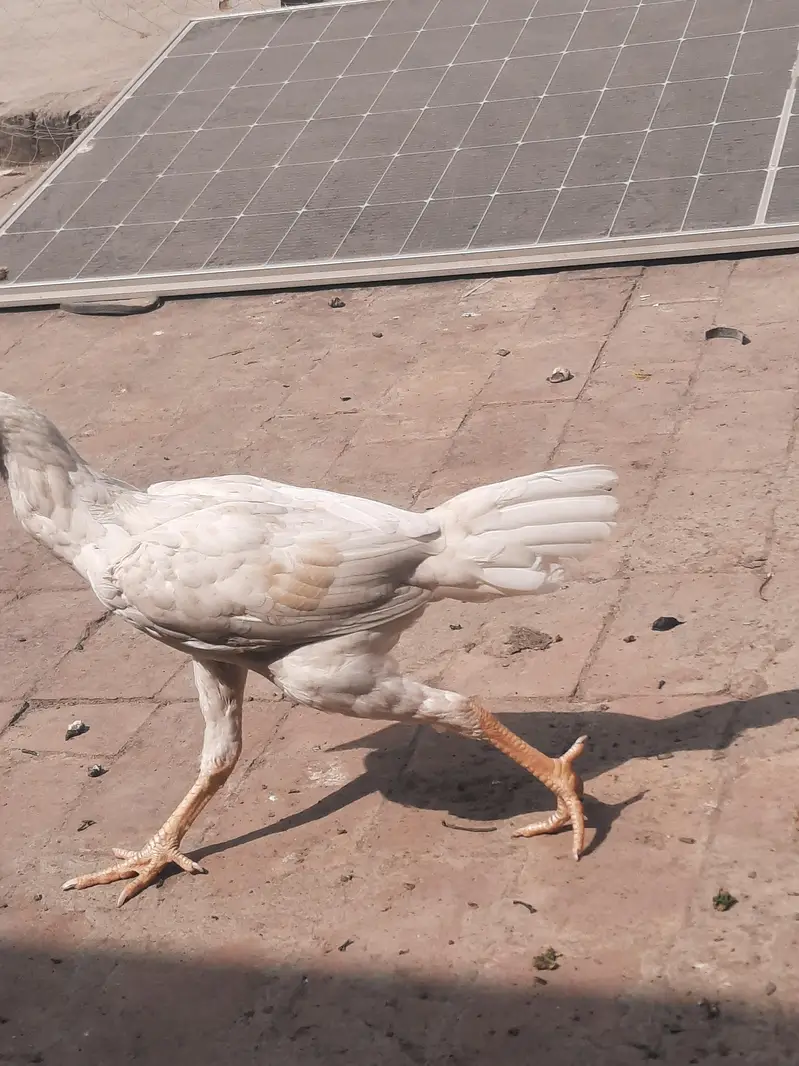 heera aseel pair for sale — photo 10