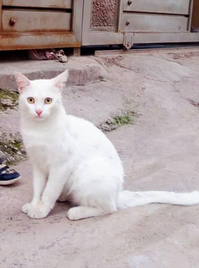 Persian Cate