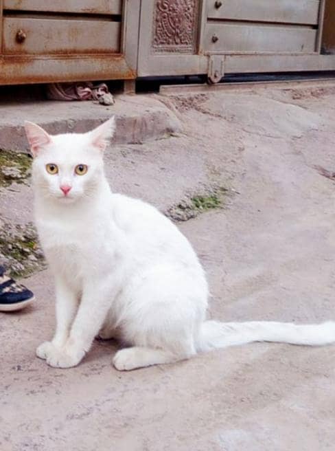 Persian Cate 0
