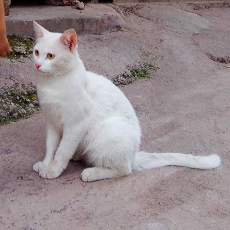 Persian Cate 1