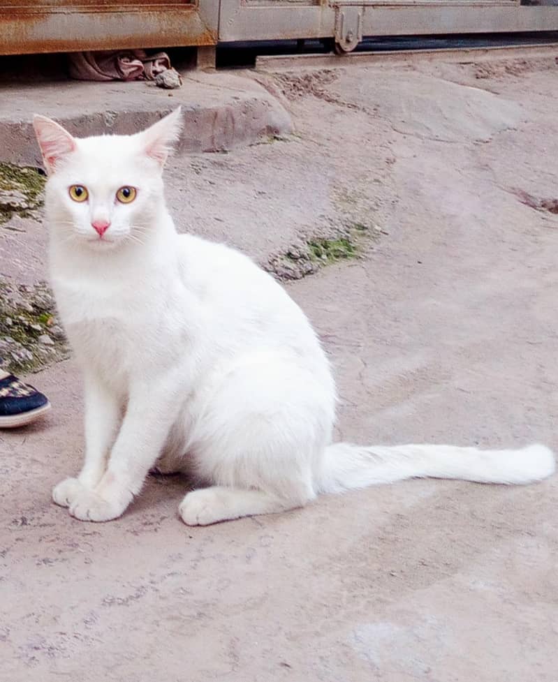 Persian Cate 2