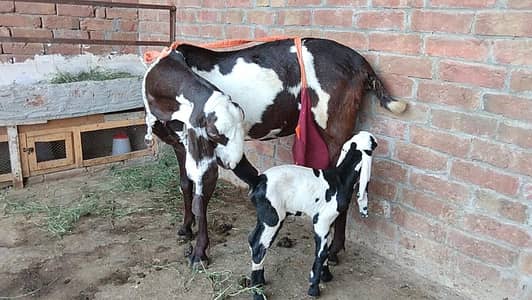 goat for sale