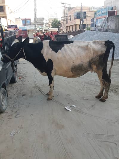 Khangar Cow.