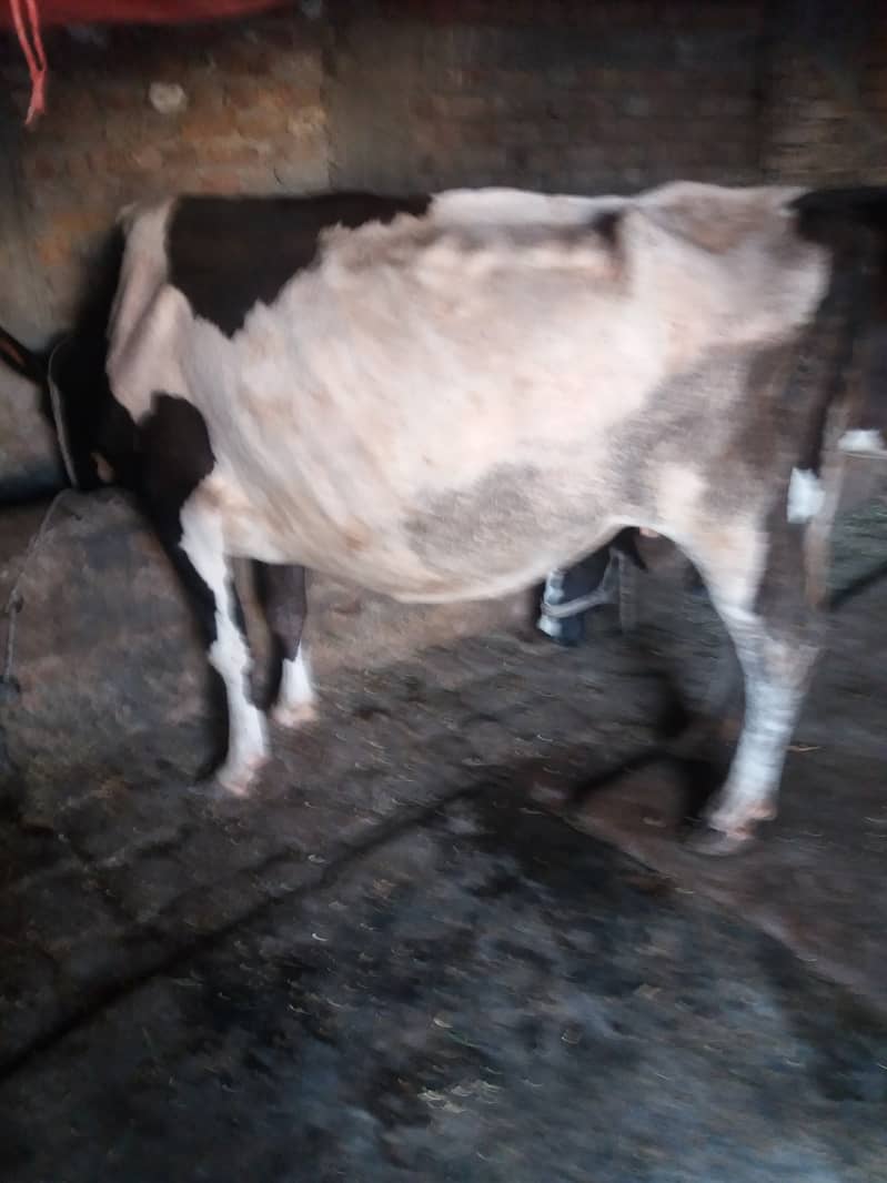 Khangar Cow. 1