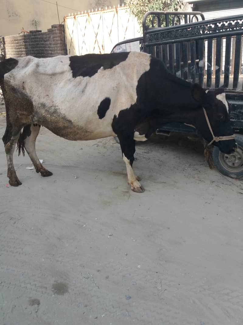 Khangar Cow. 2