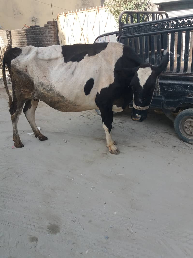 Khangar Cow. 3
