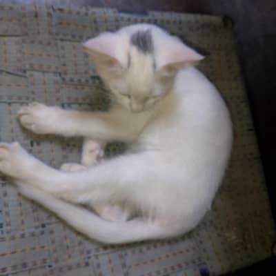 ger ke cat hn jis na Lana hn who he rapit kra
