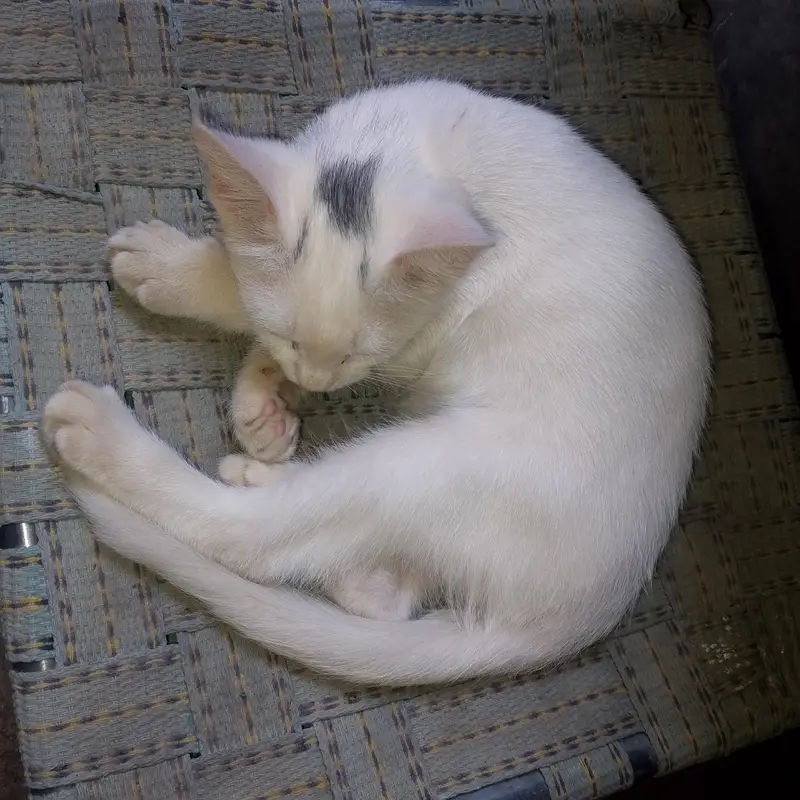 ger ke cat hn jis na Lana hn who he rapit kra — photo 2