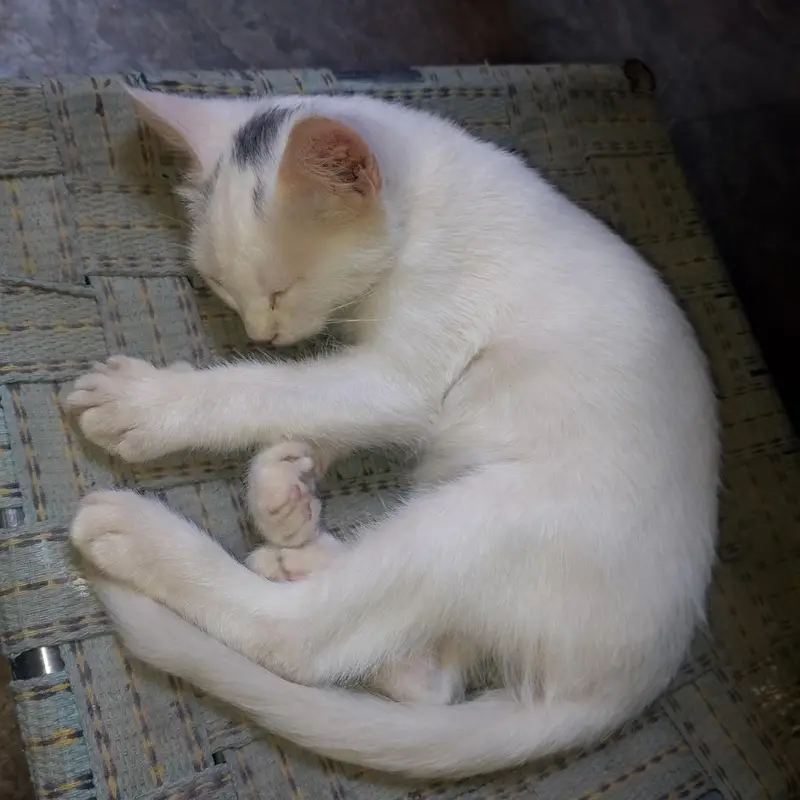 ger ke cat hn jis na Lana hn who he rapit kra — photo 3
