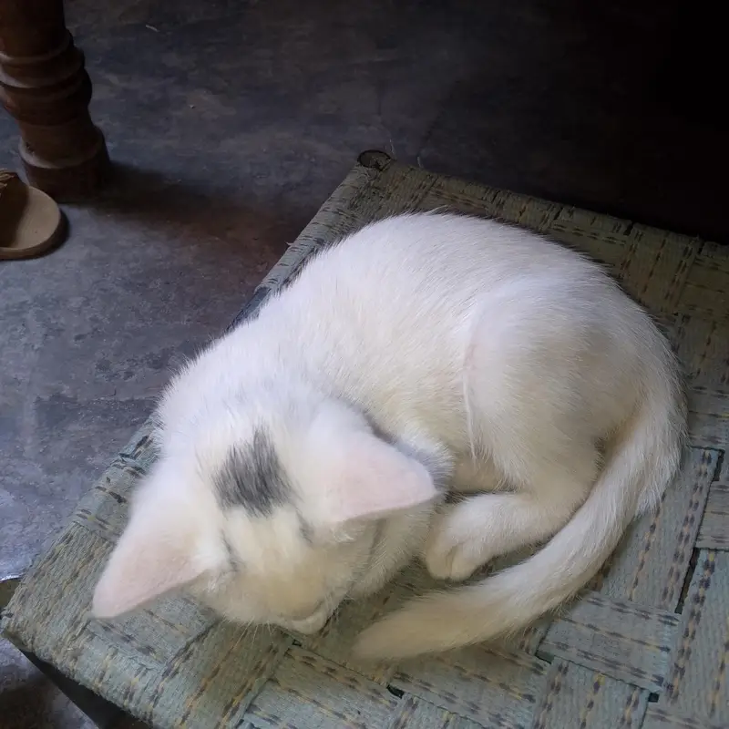 ger ke cat hn jis na Lana hn who he rapit kra — photo 4