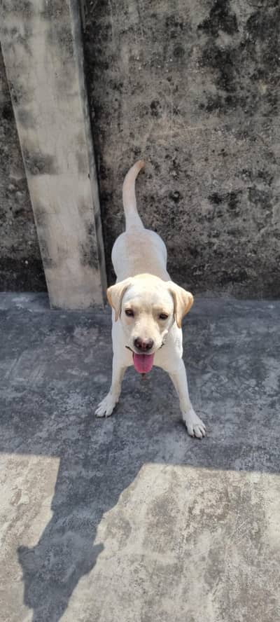 I want to sale my female dog