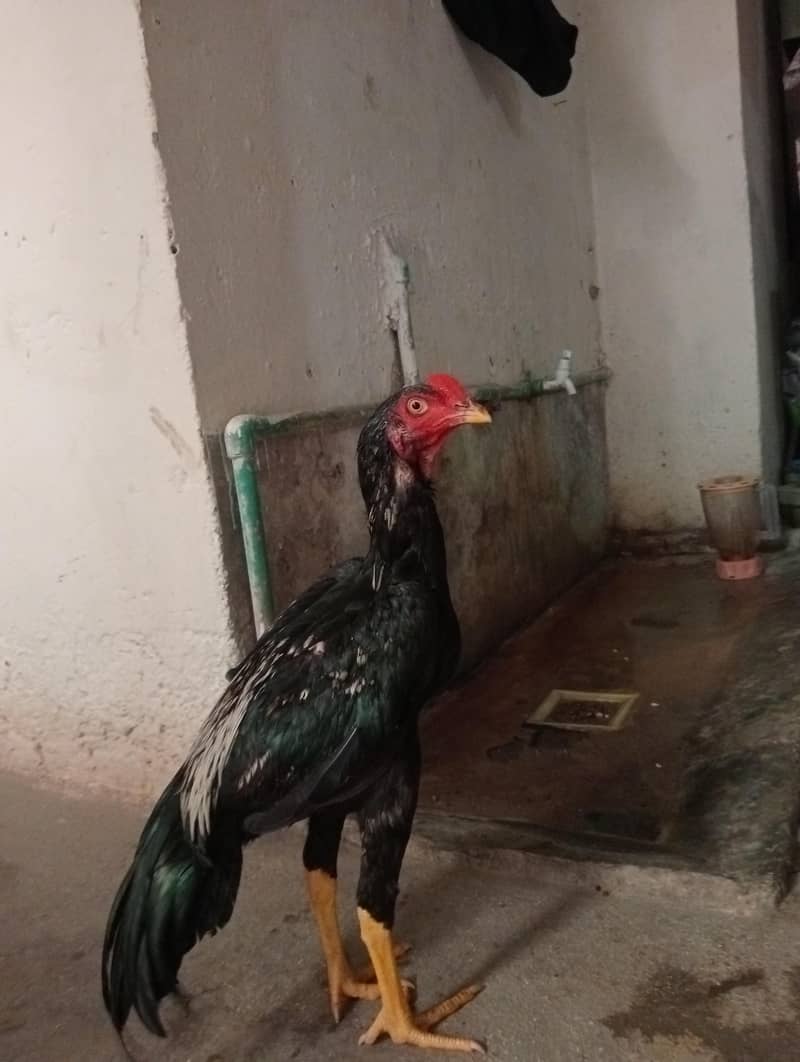 Mianwali Fresh patha 1