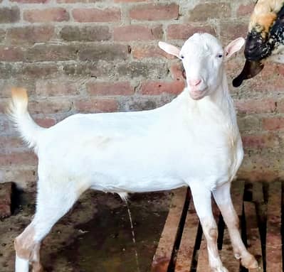 Ghulabi Teda white eyes Qurbani 2027