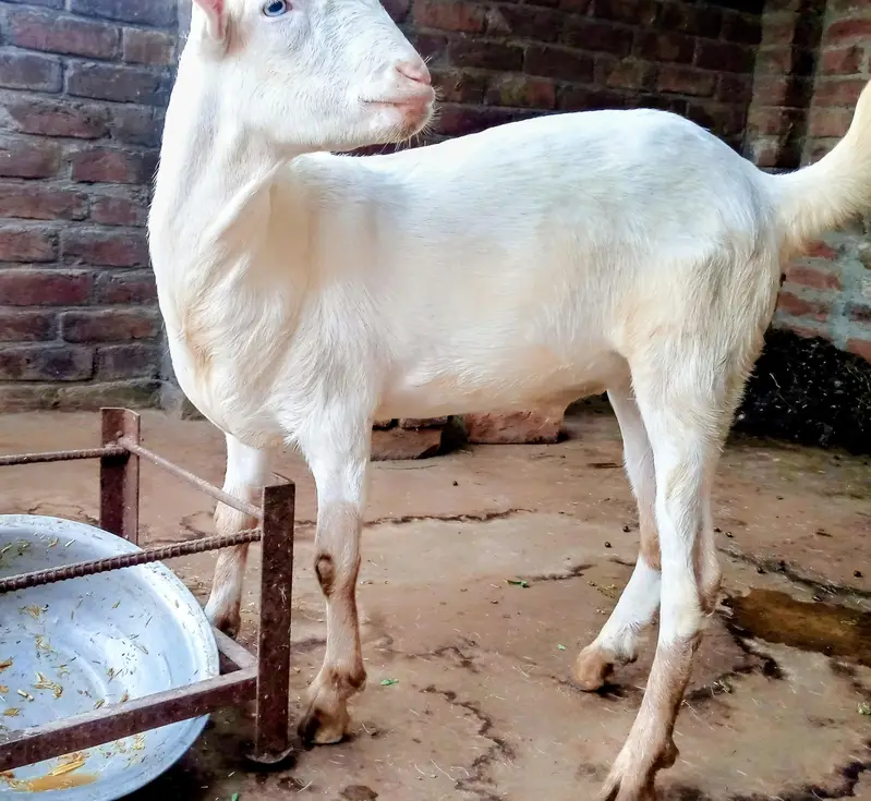 Ghulabi Teda white eyes Qurbani 2027 — photo 2