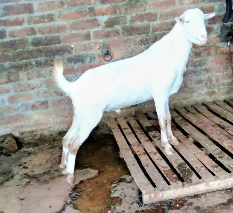 Ghulabi Teda white eyes Qurbani 2027 — photo 3