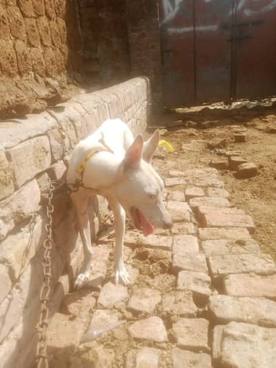 gultir 03185086271