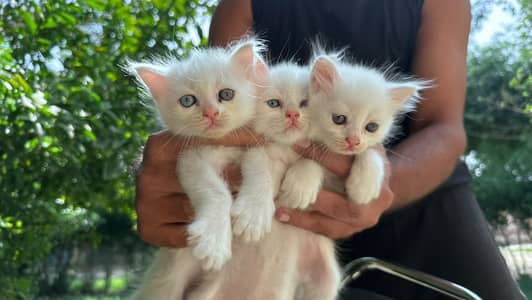 Persian kittens blue eyes