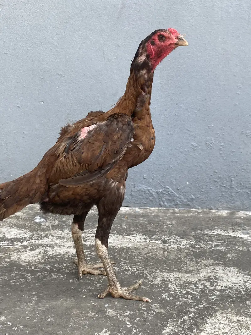 High qwality imported madiya — photo 2