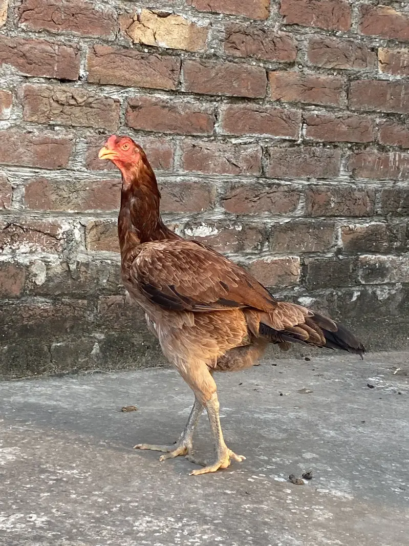 High qwality imported madiya — photo 4