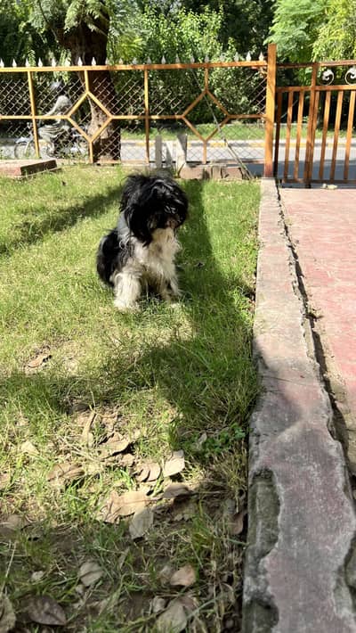 Shihtzu male for sale