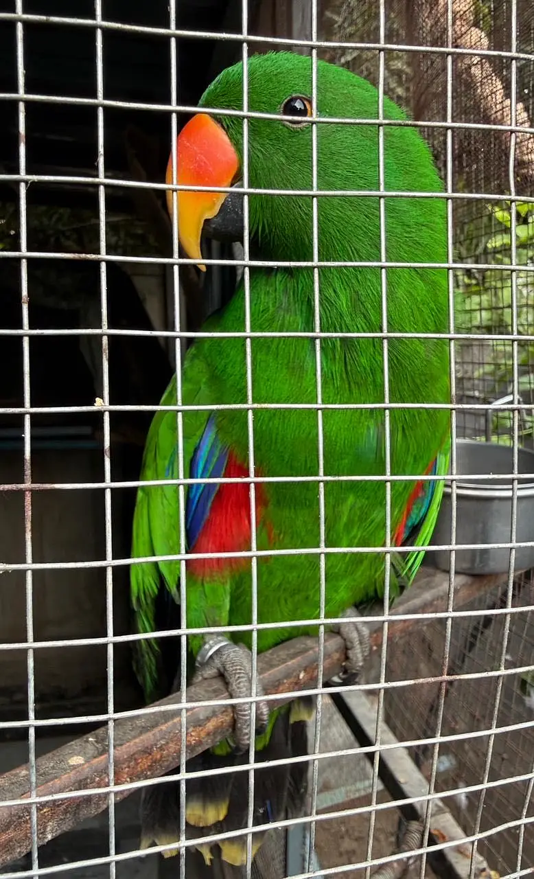 Electus for sale — photo 2