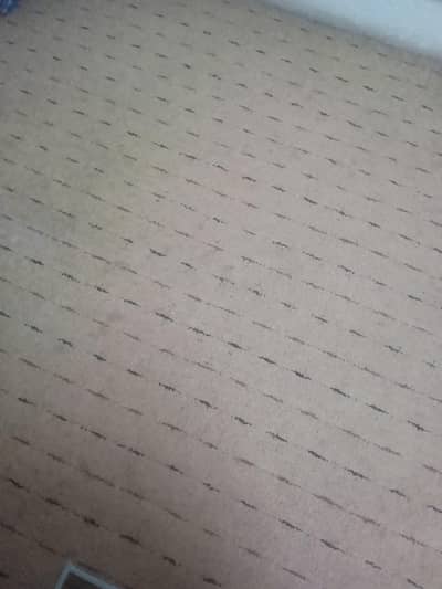 carpet