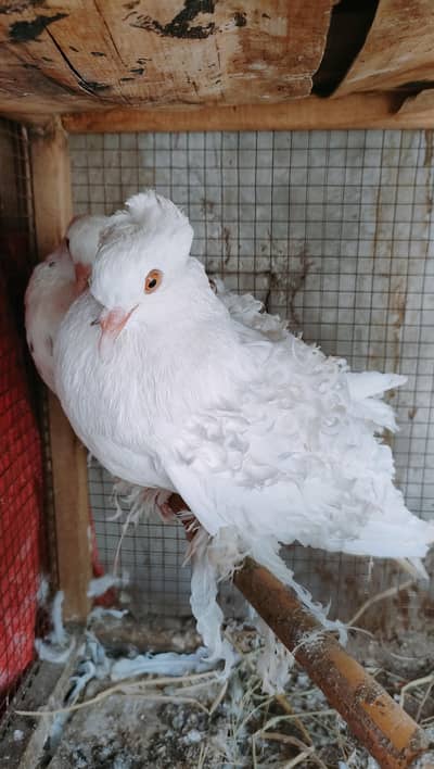 Backfrill saddle breeder pair