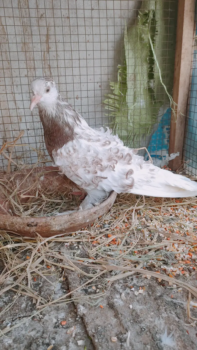 Frill back  breeder pair Faintail — photo 3