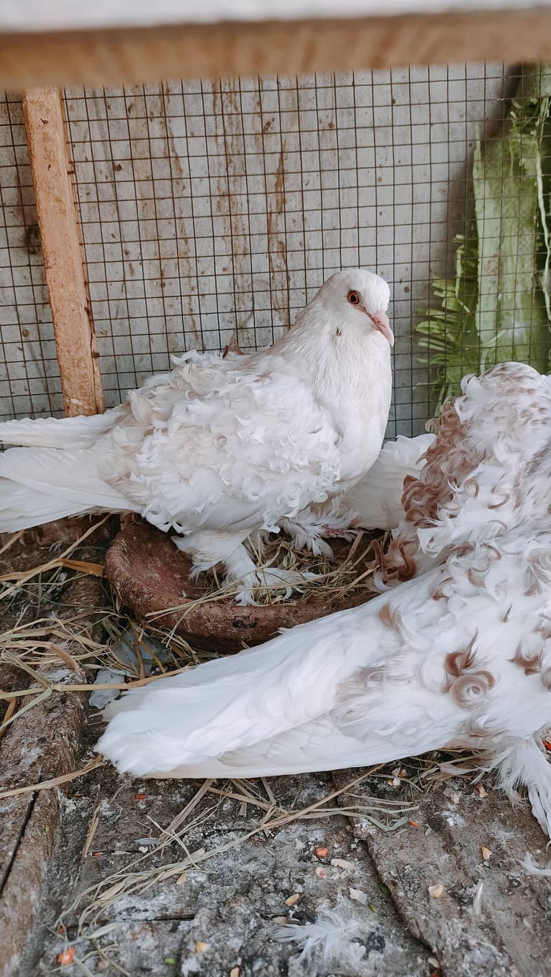 Backfrill saddle breeder pair 3