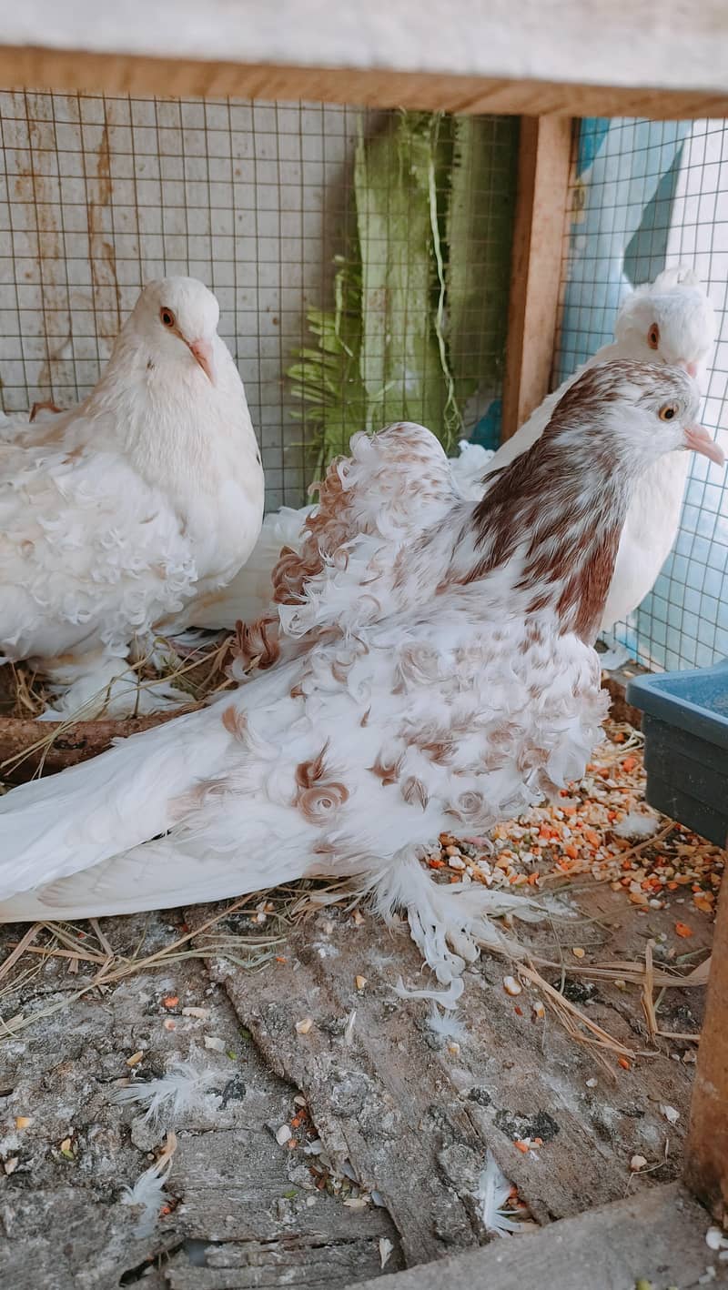 Backfrill saddle breeder pair 4