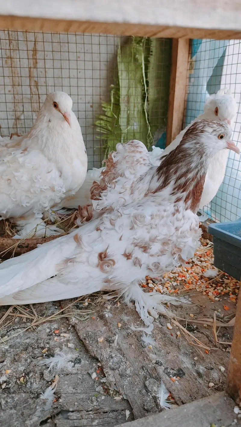 Frill back  breeder pair Faintail — photo 5