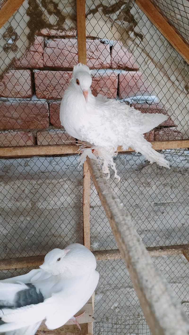 Backfrill saddle breeder pair 6