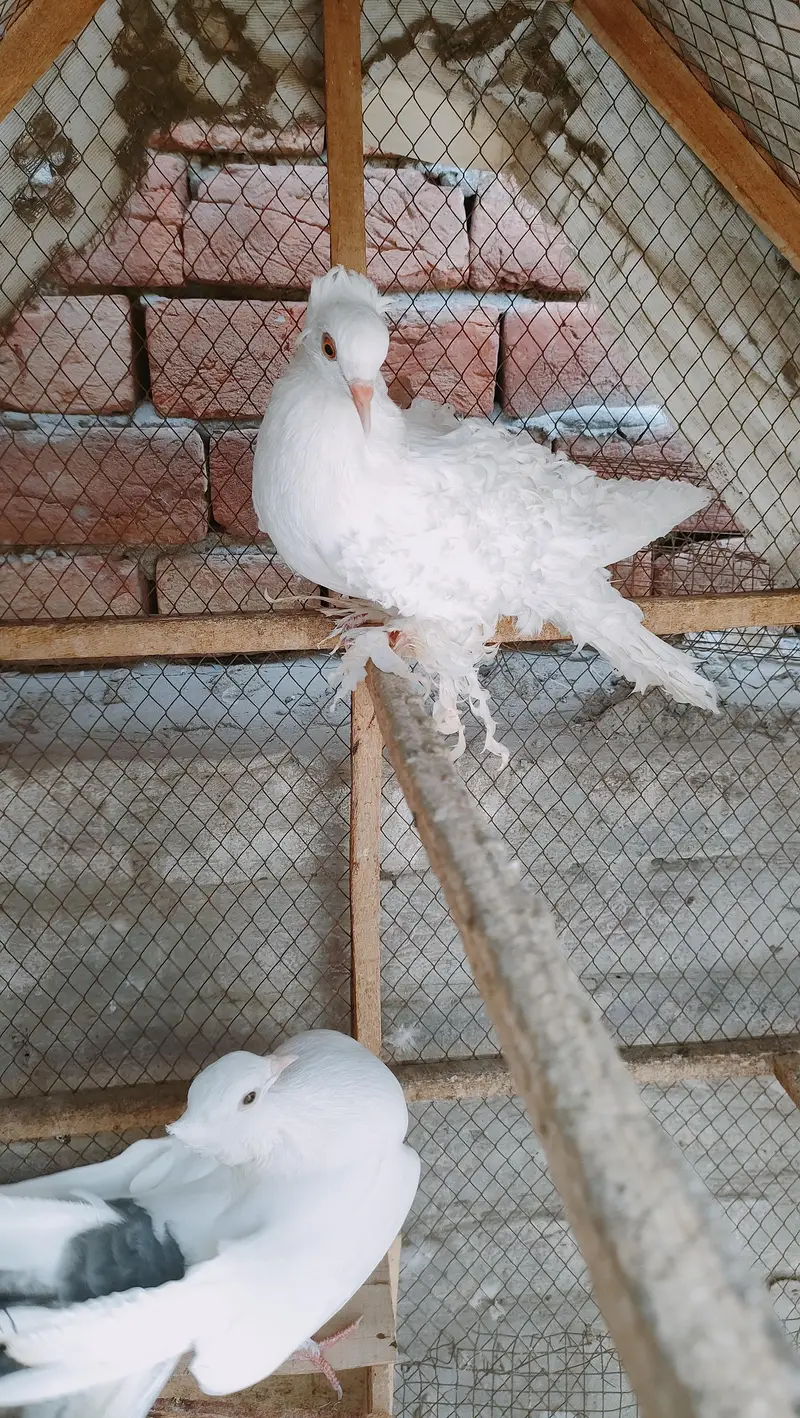 Frill back  breeder pair Faintail — photo 7