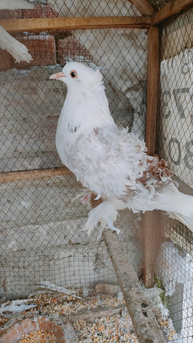 Backfrill saddle breeder pair 7