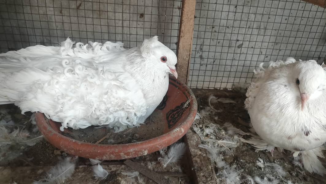Backfrill saddle breeder pair 11