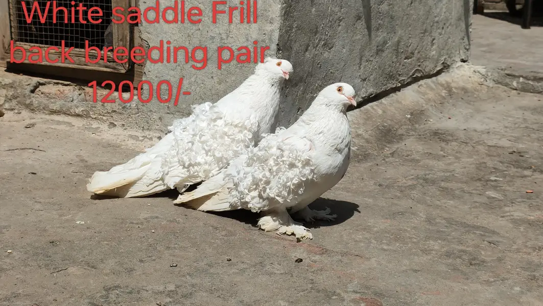 Frill back  breeder pair Faintail — photo 12