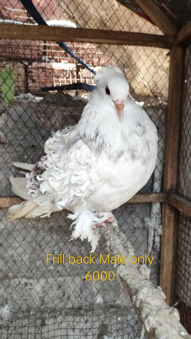 Backfrill saddle breeder pair 13