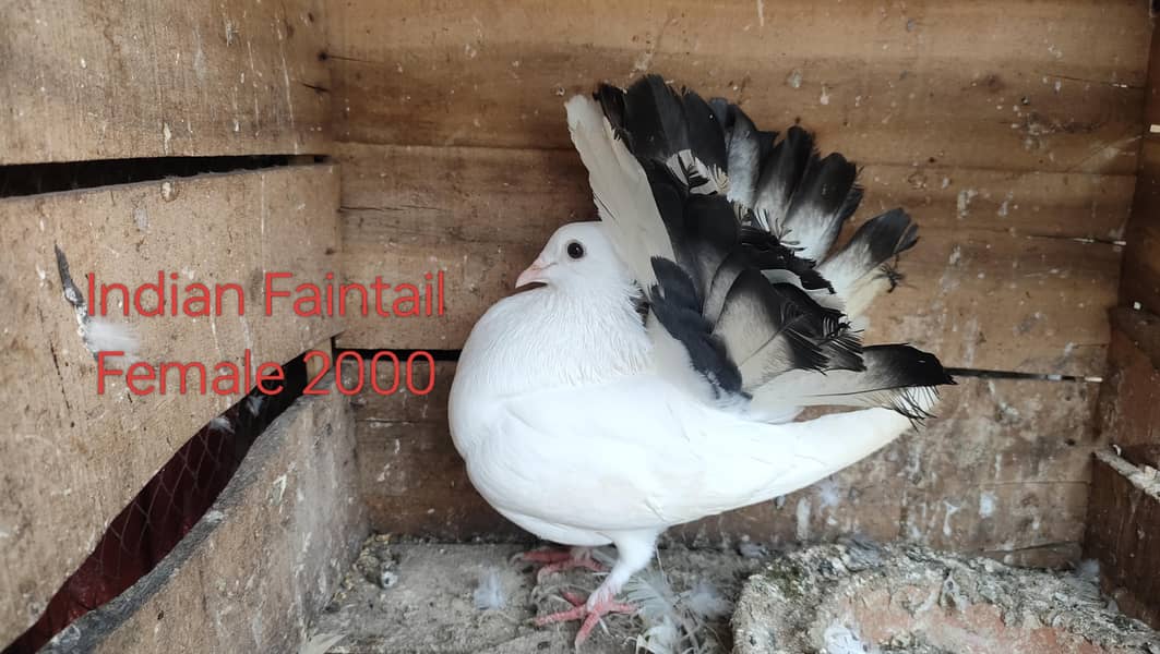 Backfrill saddle breeder pair 14