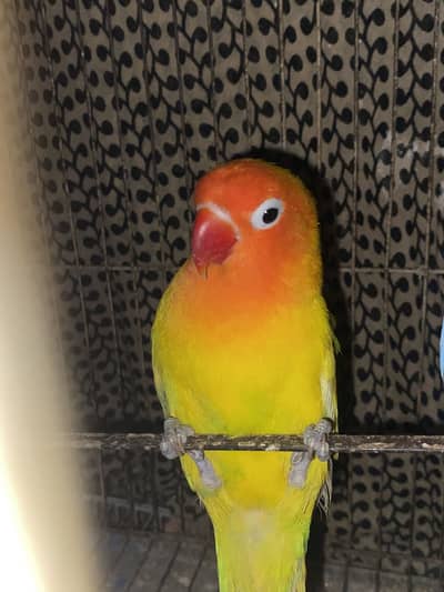Pale fellow split male lovebird