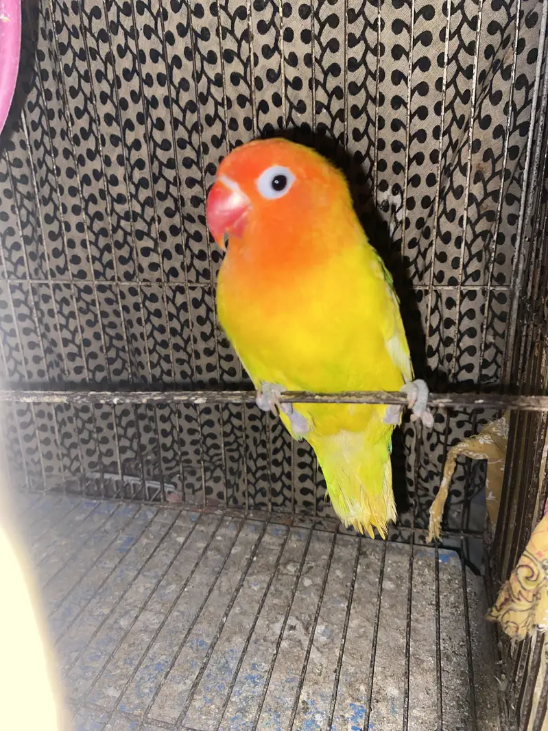 Pale fellow split male lovebird — photo 2