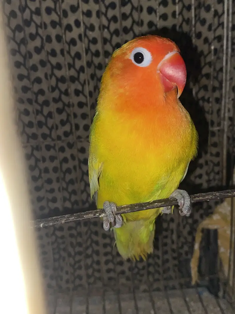 Pale fellow split male lovebird — photo 3