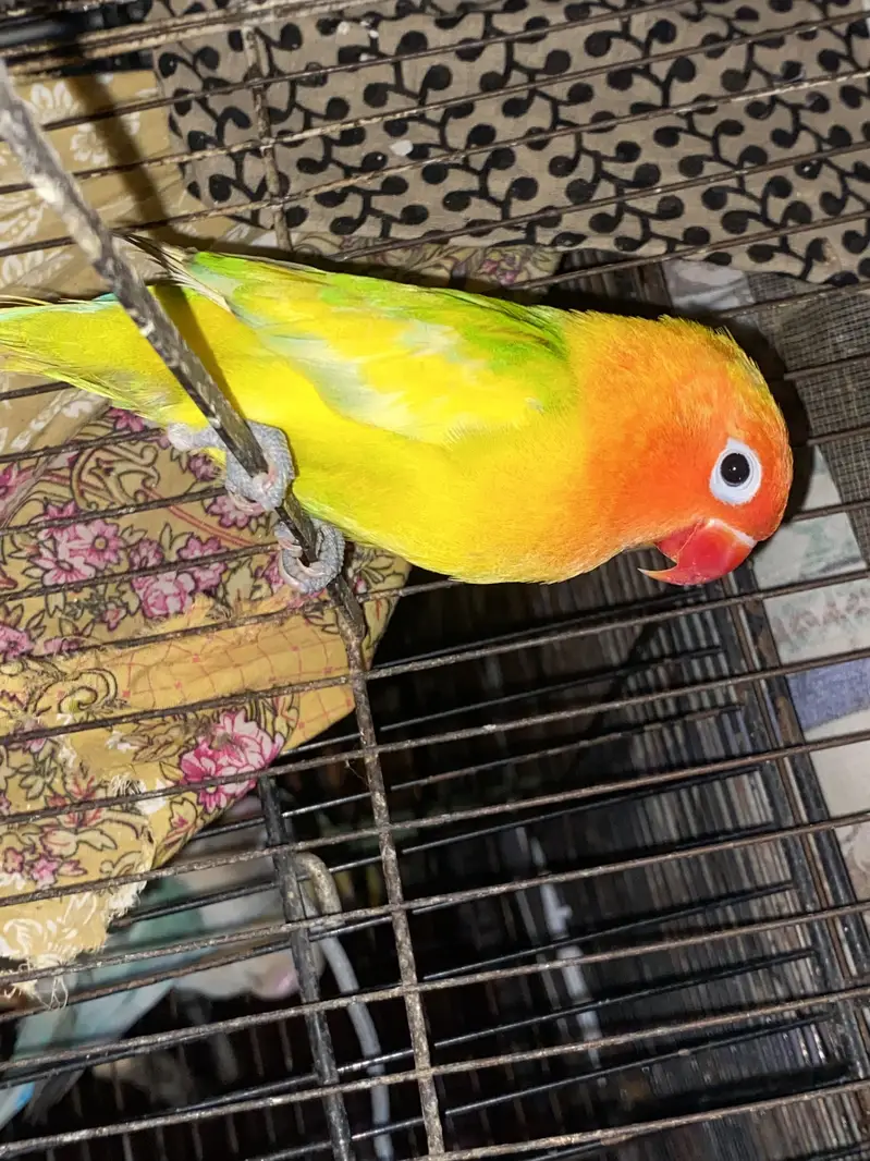 Pale fellow split male lovebird — photo 4