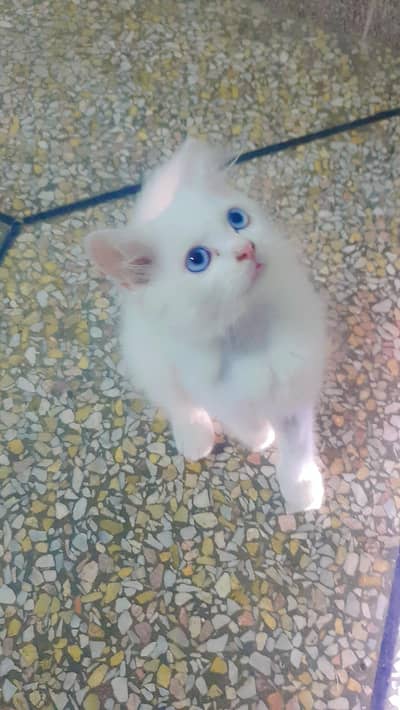 Persian kittens pair for sale