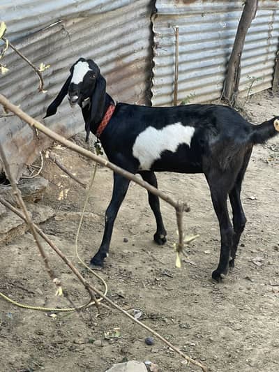 Bakri For Sale