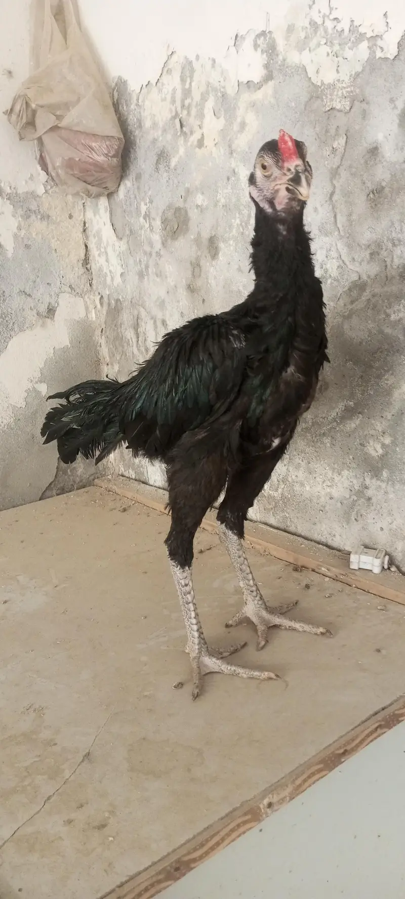 aseel phaty argent sale krny ha  all over jis ko cheay rabta kry — photo 6
